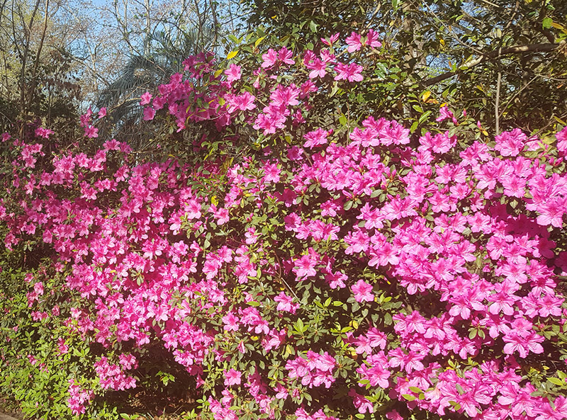 April In My Garden